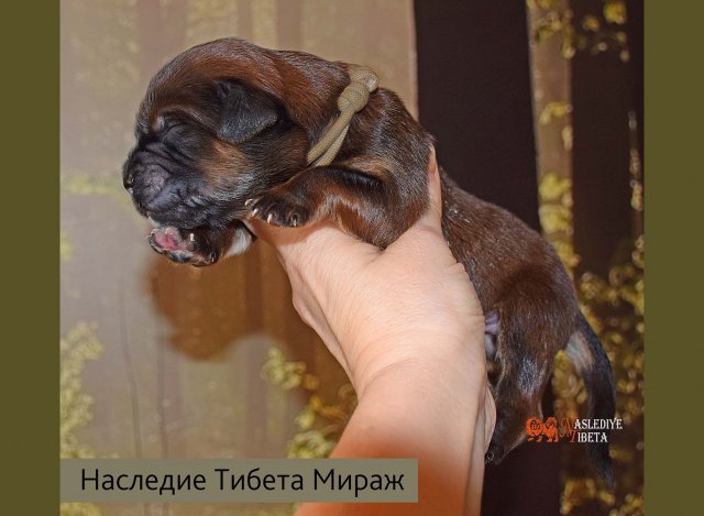 Щенки от пары Ерик х Конфета
